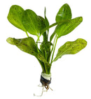 Vibrant Green Ozelot Sword plant with spotted leaves and bundled roots for aquariums