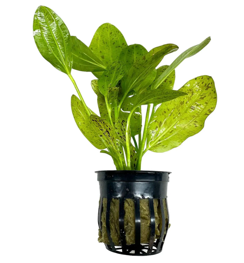 aquatic plant pot Echinodorus Ozelot