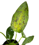 Green Ozelot Sword Pot with leafy plant and speckled pattern