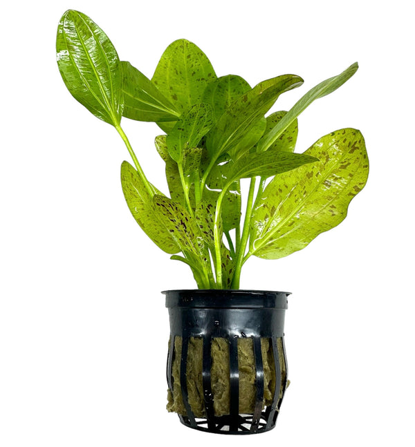 Green Ozelot Sword Pot - [AquaticMotiv]
