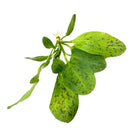 Green mistletoe with white berries and water droplets in Ozelot Sword Pot