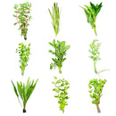 Green Plant Pack - 6 varied aquatic plants for aquarium decor
