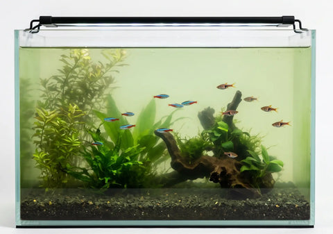 How to Fix and Prevent Cloudy Aquarium Water