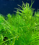 Guppy Grass (Najas Guadalupensis) - AquaticMotiv
