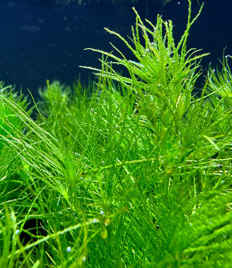 Guppy Grass (Najas Guadalupensis) - AquaticMotiv