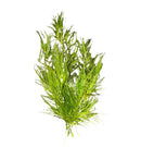 Guppy Grass (Najas Guadalupensis) green aquatic plant with delicate fronds