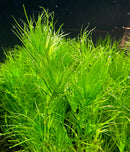Guppy Grass (Najas Guadalupensis) - AquaticMotiv