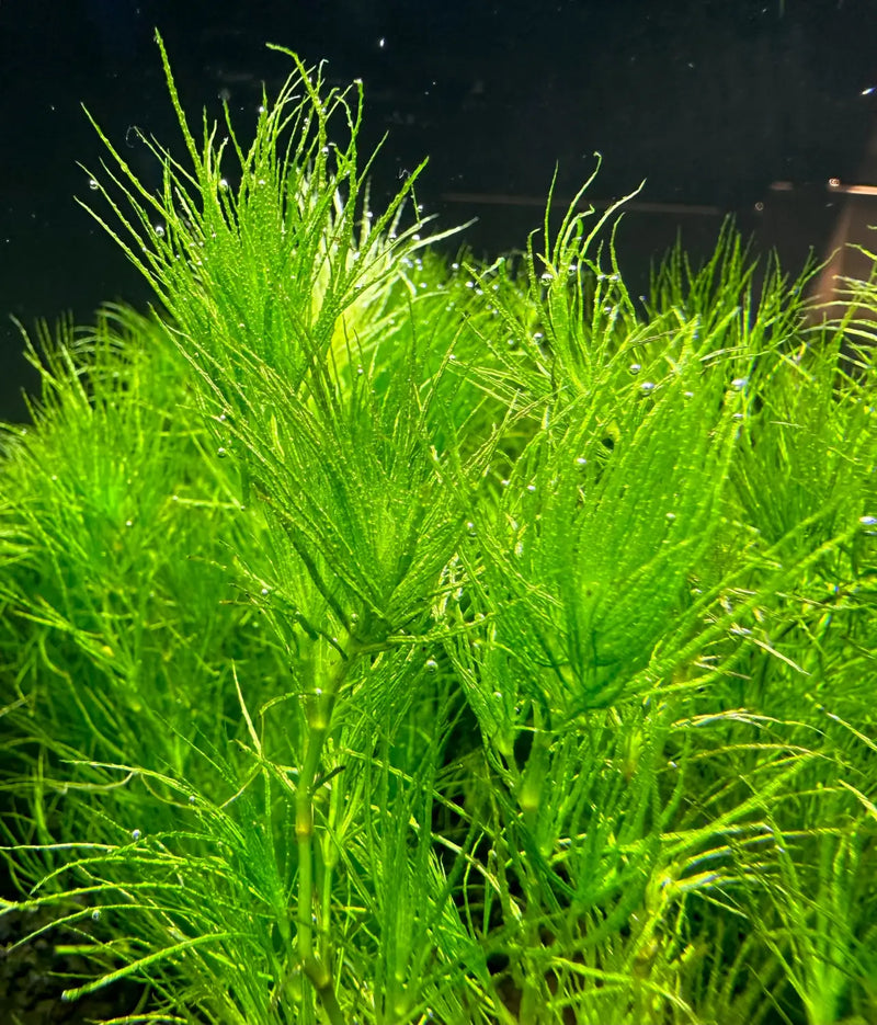 Guppy Grass Najas guadalupensis Portion