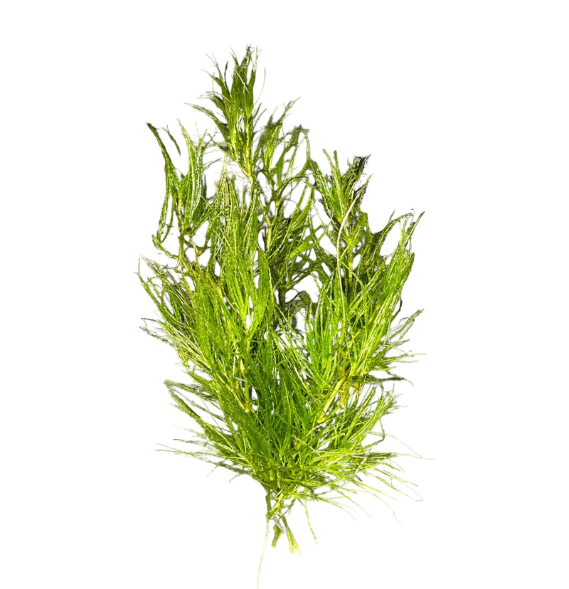 Guppy Grass (Najas Guadalupensis) - AquaticMotiv