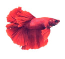 Half-moon betta male with vibrant red color, flowing fan-like fins, and sleek scaled body for aquarium display