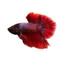 A vibrant half moon plakat betta male with red body and iridescent blue purple highlights and flowing fan like fins