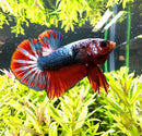 A vibrant red and blue half moon plakat betta male with flowing fins swims in a lush green aquatic environment