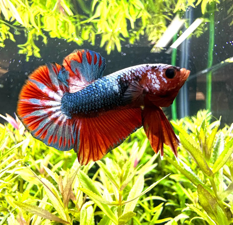 Half Moon Plakat Betta Male for Sale | Aquatic Motiv