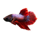 A vibrant red and iridescent half moon plakat betta male with flowing fan-like fins swimming in an aquarium