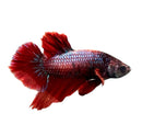 A vibrant red half moon plakat betta male with flowing fan-like fins and a shimmering iridescent body