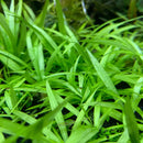 Vibrant Helanthium Bolivianum Quadricostatus green leafy aquarium plant