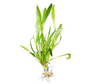 Helanthium Bolivianum Quadricostatus green aquatic plant with white roots