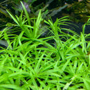 Helanthium Bolivianum Quadricostatus green aquatic plant with serrated edges