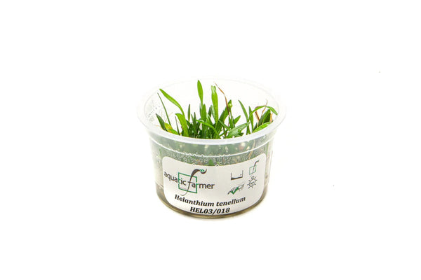 Helanthium Tenellum AF Tissue Culture - AquaticMotiv