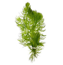 Green dill bunch tied with white rubber band, Hornwort plant