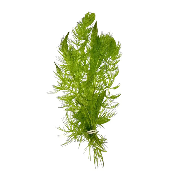 Artificial Hornwort (Ceratophyllum demersum) with green fronds and white stem