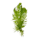 Artificial Hornwort (Ceratophyllum demersum) with green fronds and white stem