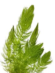 Green Hornwort Ceratophyllum demersum with feathery aquatic leaves