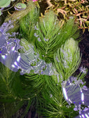 Hornwort Ceratophyllum demersum with feathery leaves and water droplets