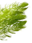 Hornwort Ceratophyllum demersum green aquatic plant with delicate fronds