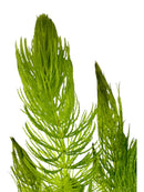 Hornwort (Ceratophyllum demersum) - [AquaticMotiv]