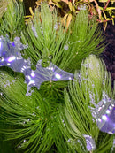 Purple bat-shaped solar lights with clear glass accents for Hornwort display