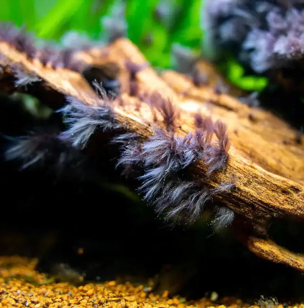How to get rid of black beard algae
