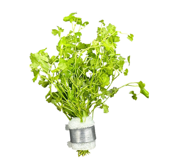 Hydrocotyle Tripartita Bunch - [AquaticMotiv]