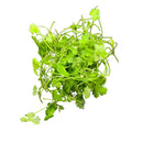 Fresh Hydrocotyle Tripartita Sp. Japan cilantro bunch