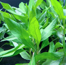 Vibrant green Hygrophila Angustifolia aquatic plant with glossy elongated leaves