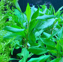 Vibrant green Hygrophila Angustifolia aquatic plant with glossy leaves