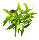 Hygrophila Angustifolia Pot - [AquaticMotiv]