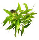 Artificial Hygrophila Angustifolia pot with green broad leaves and black base