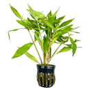 Hygrophila Angustifolia Pot: Green aquatic plant in black pot with mesh base for aquariums