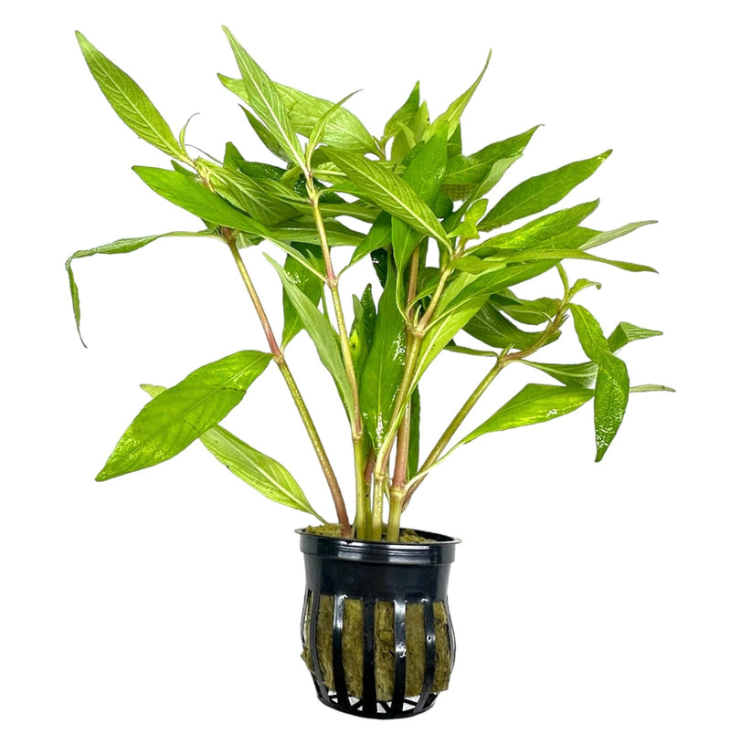Hygrophila Angustifolia Pot - [AquaticMotiv]
