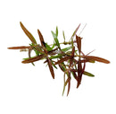 Hygrophila Araguaia (Hygro Lancea 'Araguaia') - [AquaticMotiv]
