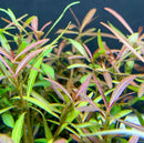 Hygrophila Araguaia (Hygro Lancea 'Araguaia') - AquaticMotiv
