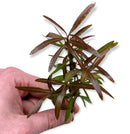Hygrophila Araguaia green and brown serrated aquatic plant