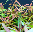 Hygrophila Araguaia purple green aquatic plant with slender leaves