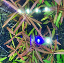 Blue LED string light with white water-resistant bulbs for Hygrophila Araguaia