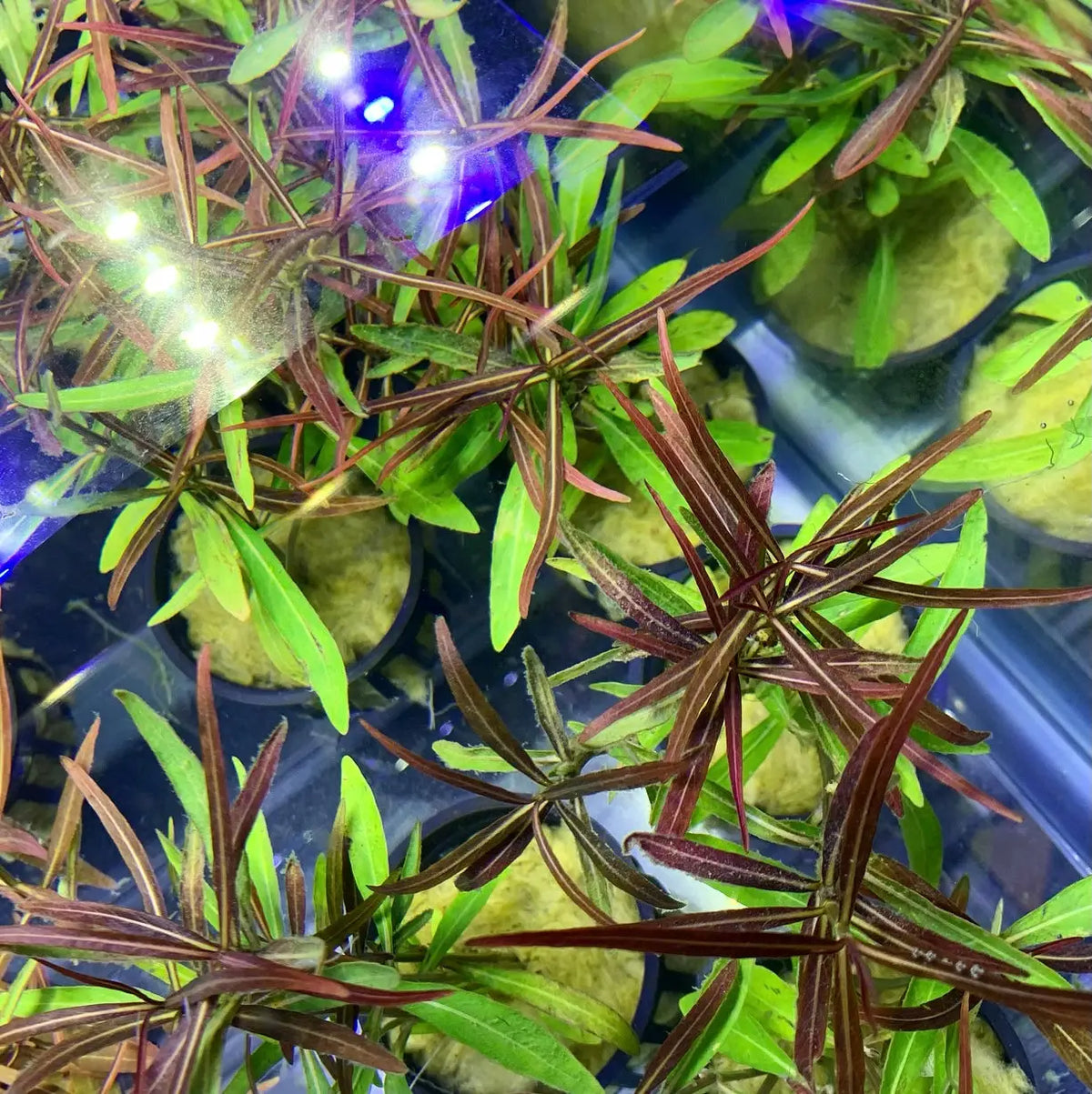 Hygrophila Araguaia Lancea Potted Live Plant | Aquatic Motiv