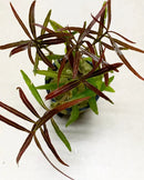 Hygrophila Araguaia potted in ceramic pot with green red leaves blue rim