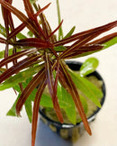 Red and green Hygrophila Araguaia spider plant in black pot