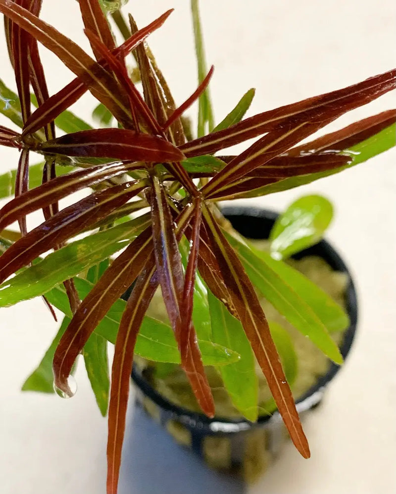 Hygrophila Araguaia Lancea Potted Live Plant | Aquatic Motiv