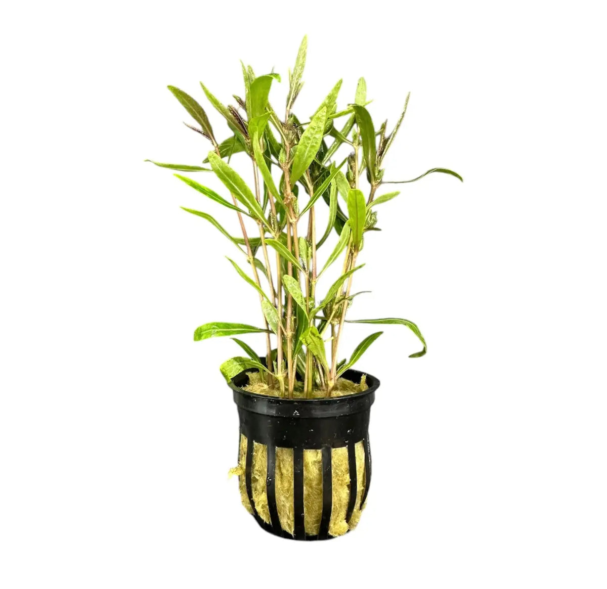 Hygrophila Araguaia Lancea Potted Live Plant | Aquatic Motiv